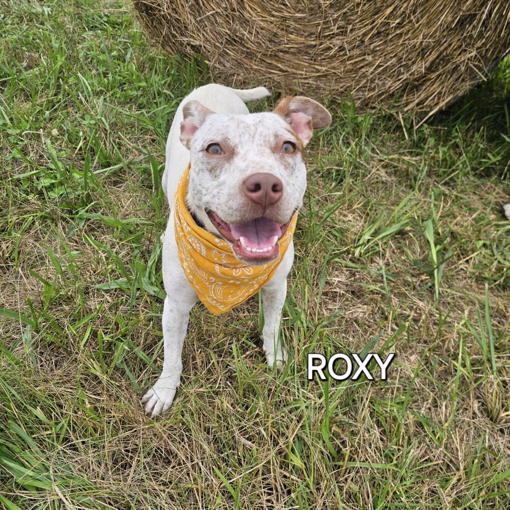 Enlarge Roxy, a Adoptable mixed breed in Madisonville, TN image 5/6