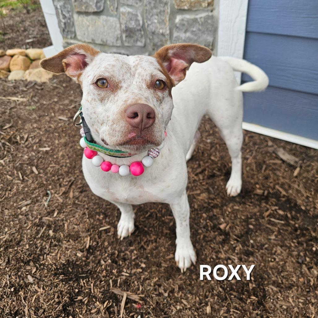 Enlarge Roxy, a Adoptable mixed breed in Madisonville, TN image 6/6