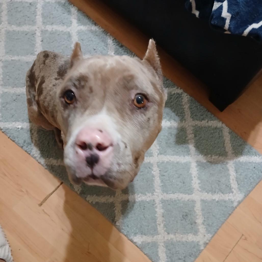 Enlarge Kaia, a Adoptable Pit Bull Terrier in Missouri City, TX image 2/2