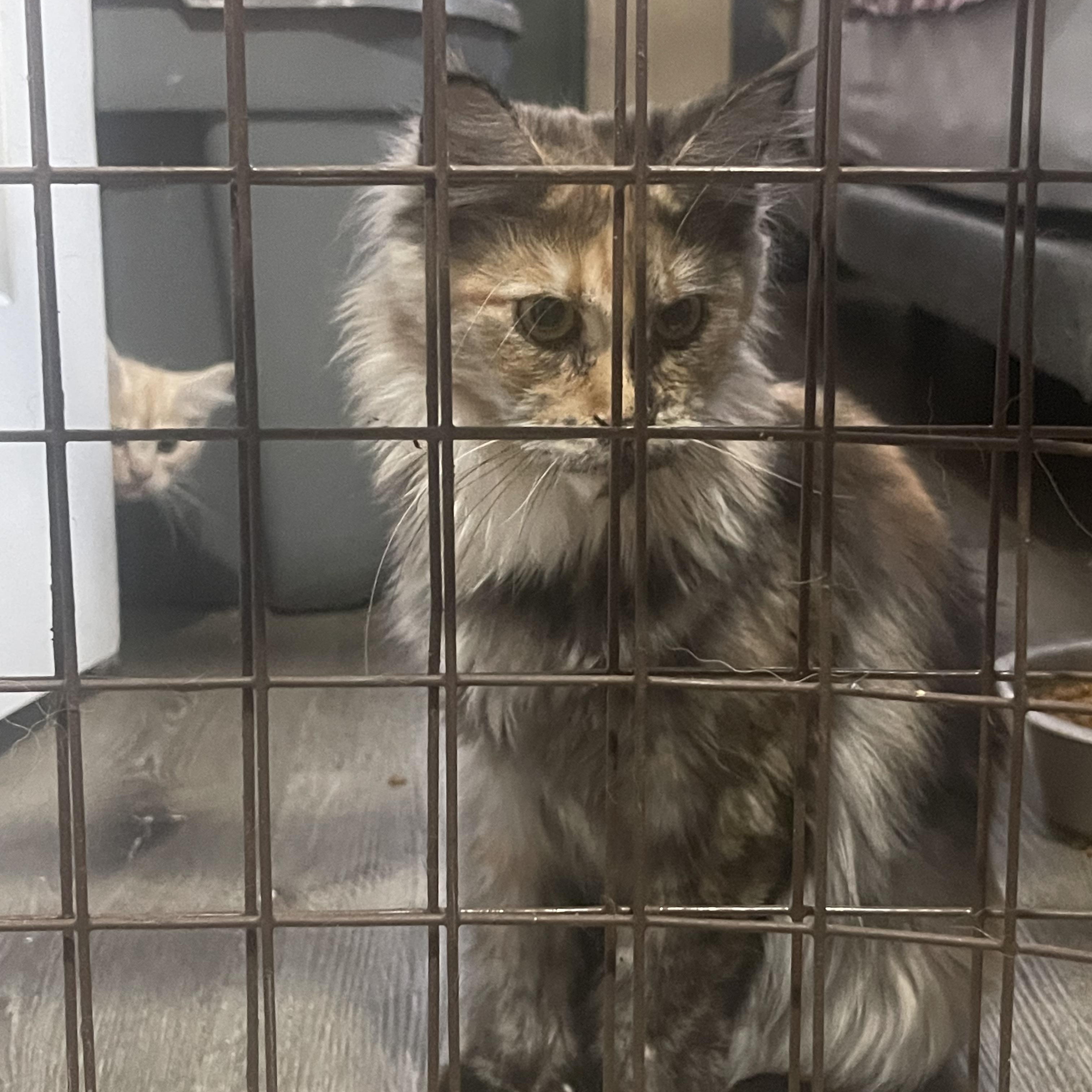 Mei, ADOPTABLE, Young Female Maine Coon.