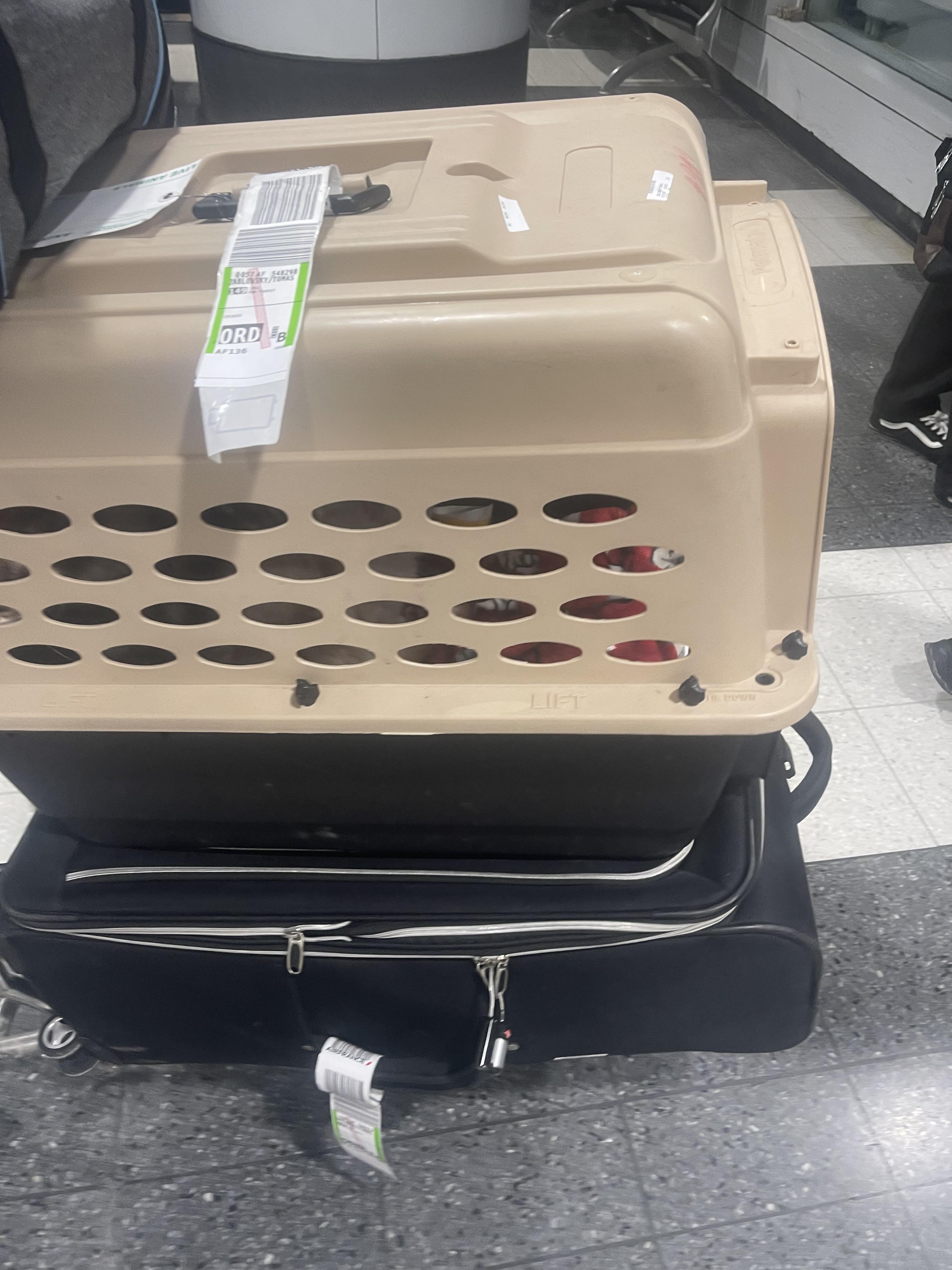 Enlarge Mei, an adopted Maine Coon in Northlake, IL image 2/4