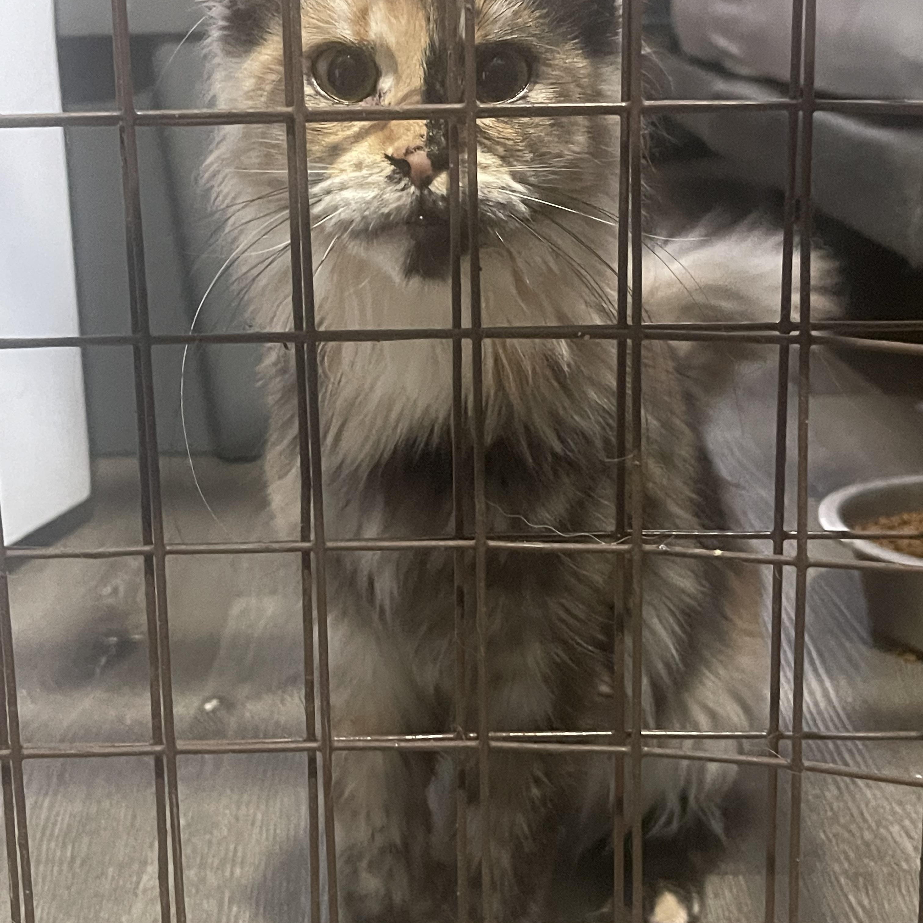 Enlarge Mei, an adopted Maine Coon in Northlake, IL image 3/4