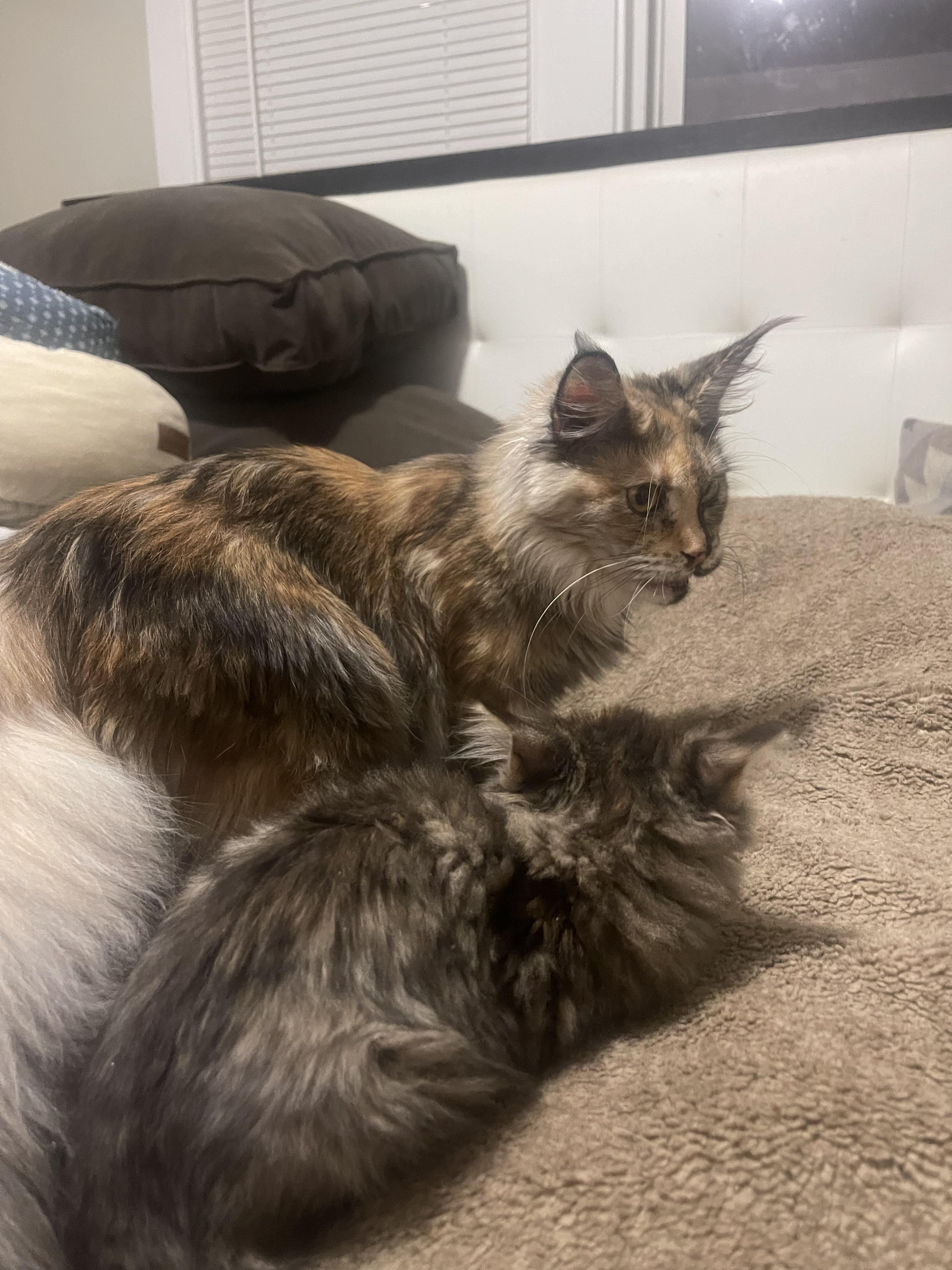 Enlarge Mei, an adopted Maine Coon in Northlake, IL image 4/4