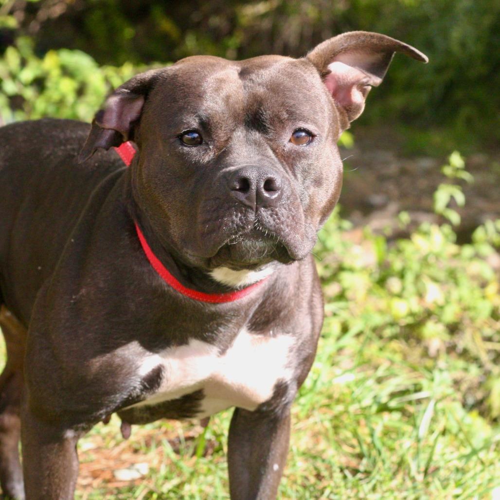 Enlarge Casey, a Adoptable Mixed Breed in Allentown, PA image 1/4