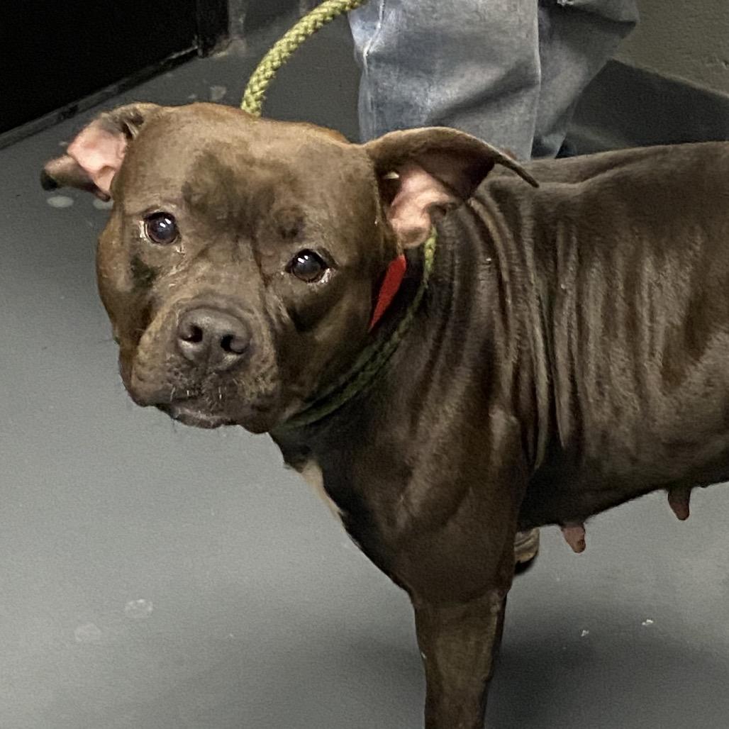 Enlarge Casey, a Adoptable Mixed Breed in Allentown, PA image 2/4