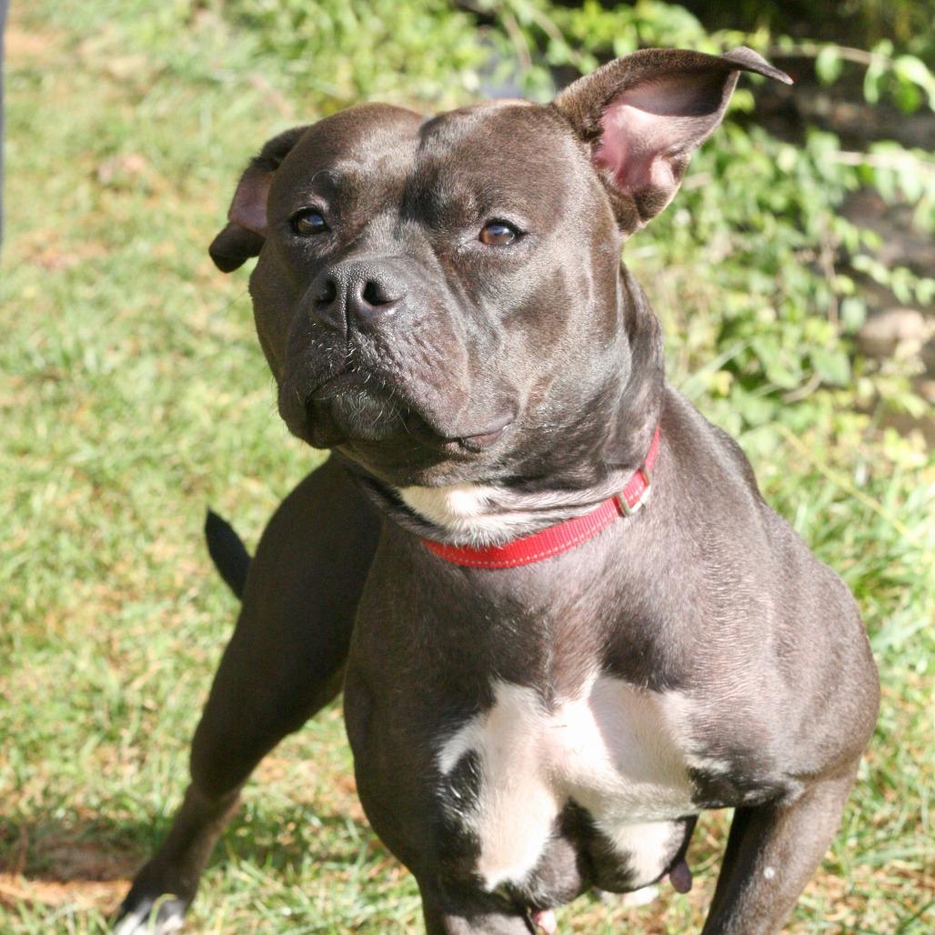 Enlarge Casey, a Adoptable Mixed Breed in Allentown, PA image 3/4