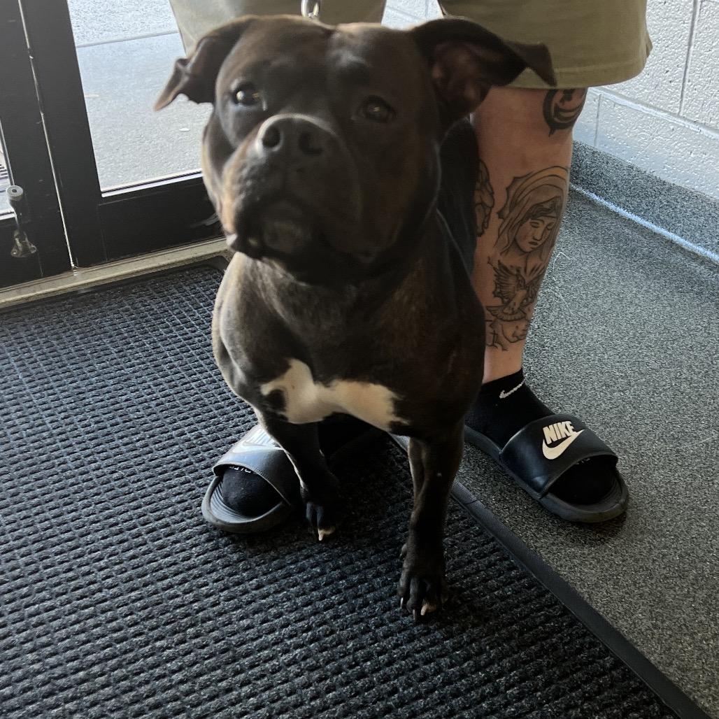 Enlarge Casey, a Adoptable Mixed Breed in Allentown, PA image 4/4