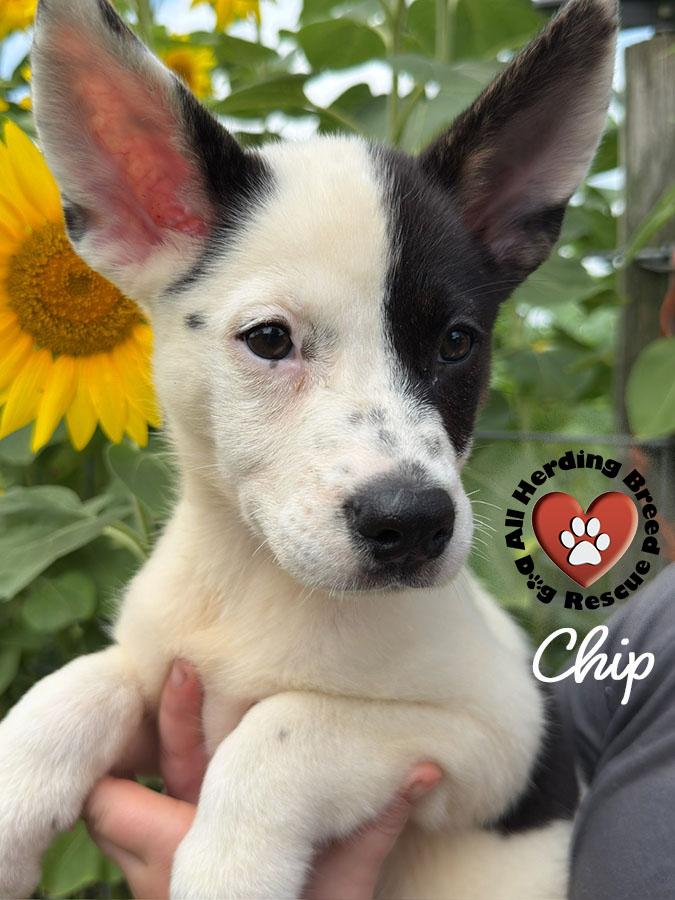 Chip, Baby Female unknown