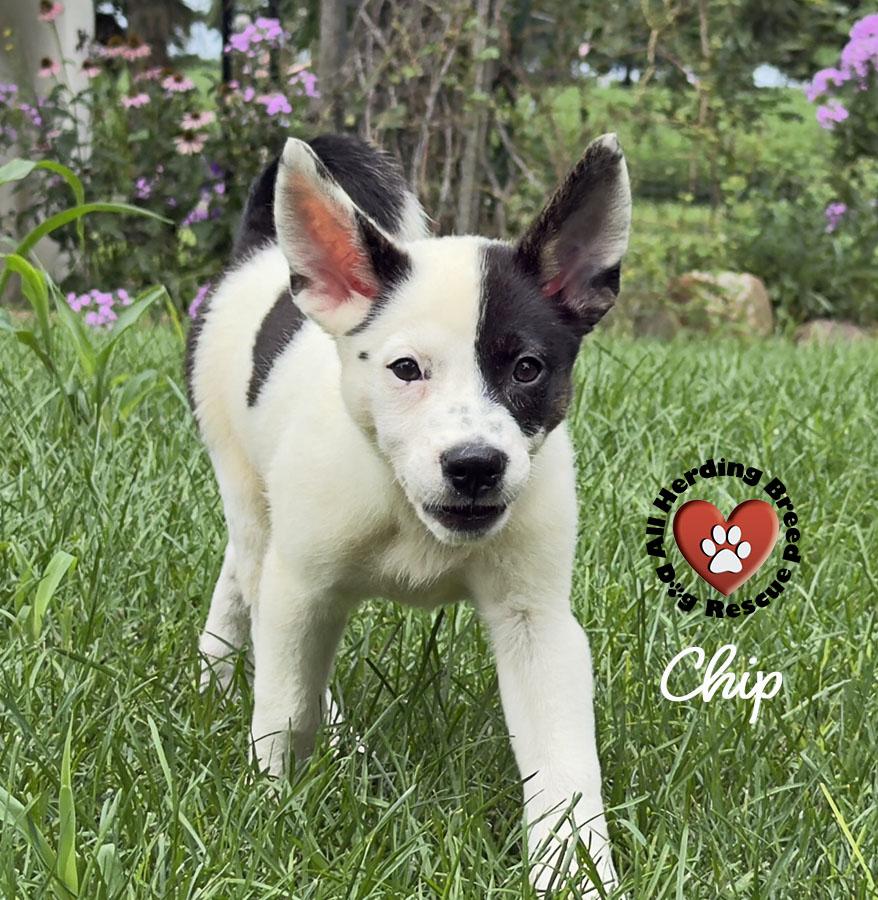 Chip photo 3
