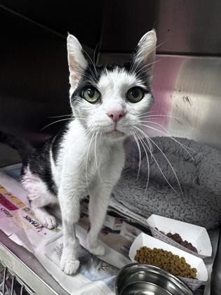 Enlarge Bucko, a Adoptable mixed breed in Gulfport, MS image 1/1