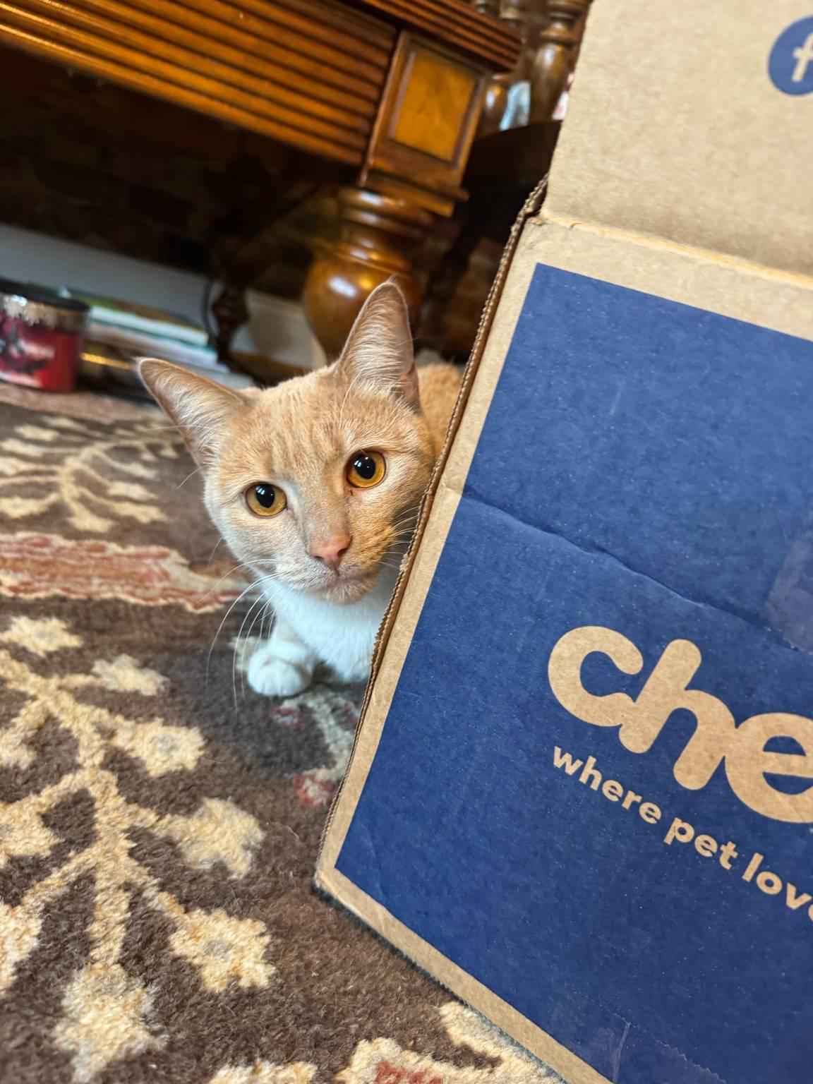 Enlarge Apricot *Sponsored Adoption Fee*, an adopted Domestic Short Hair in Philadelphia, PA image 1/6