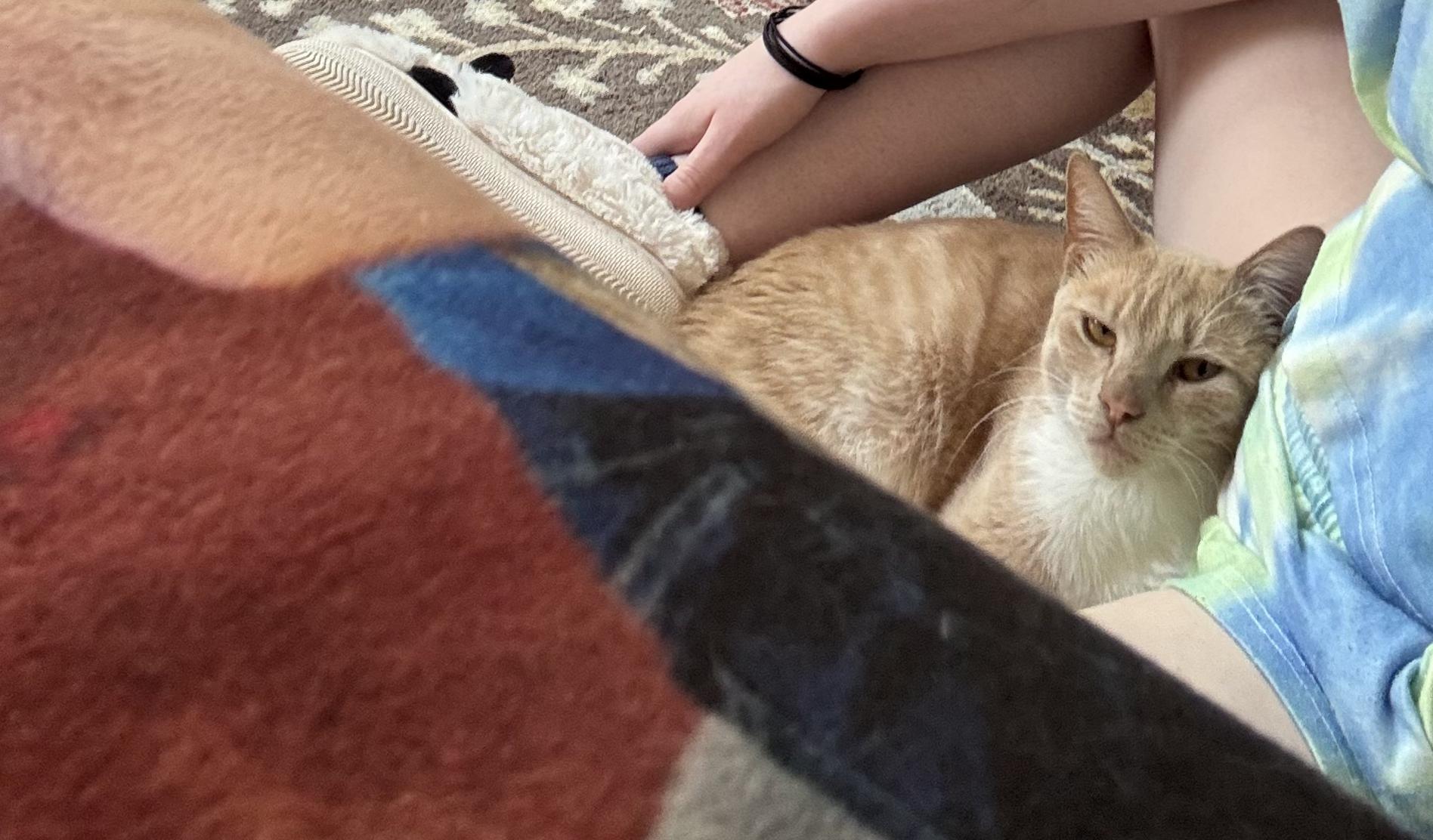 Apricot, a Adoptable Domestic Short Hair in Philadelphia, PA image 3/6