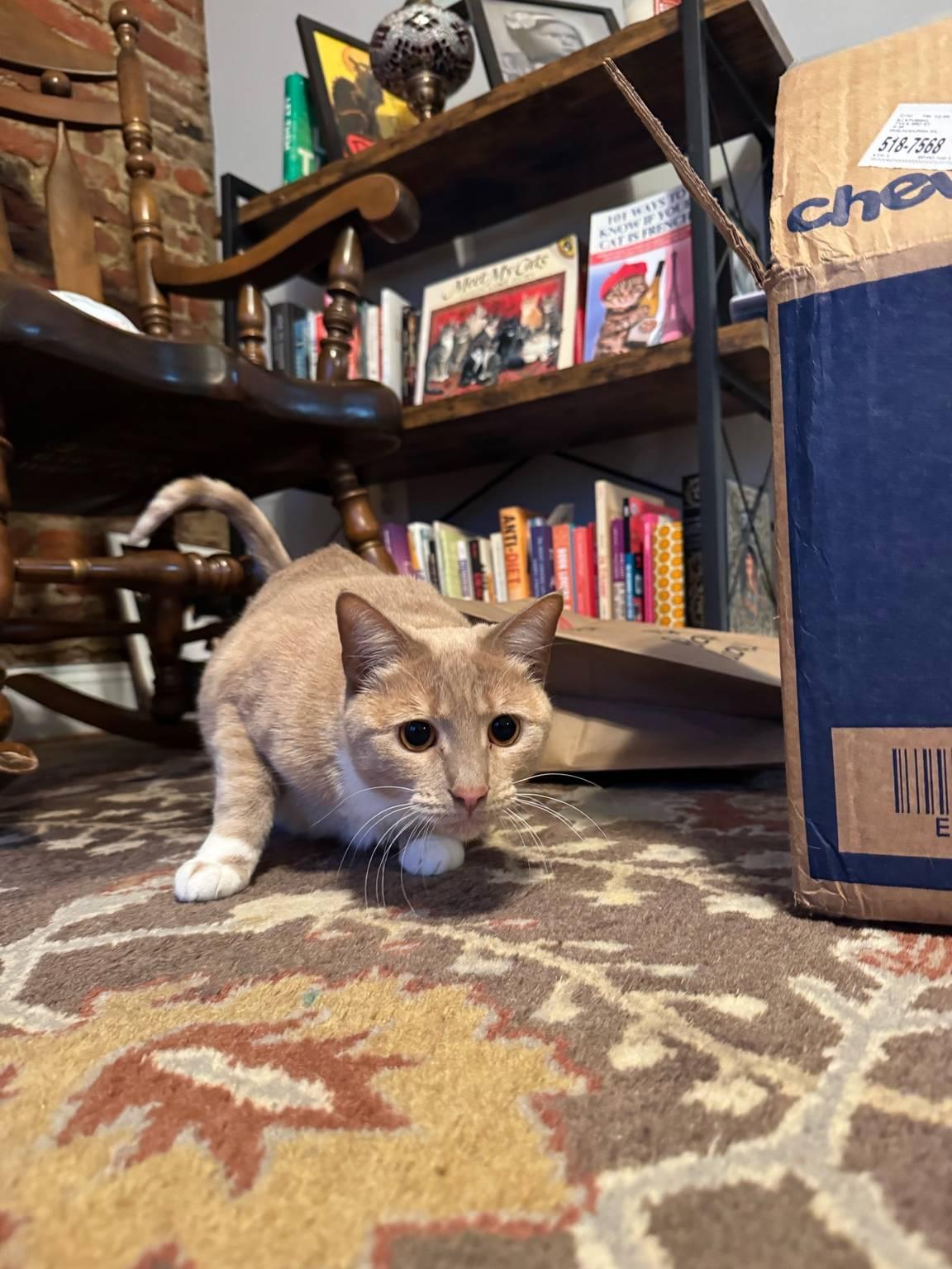 Enlarge Apricot *Sponsored Adoption Fee*, an adopted Domestic Short Hair in Philadelphia, PA image 2/6