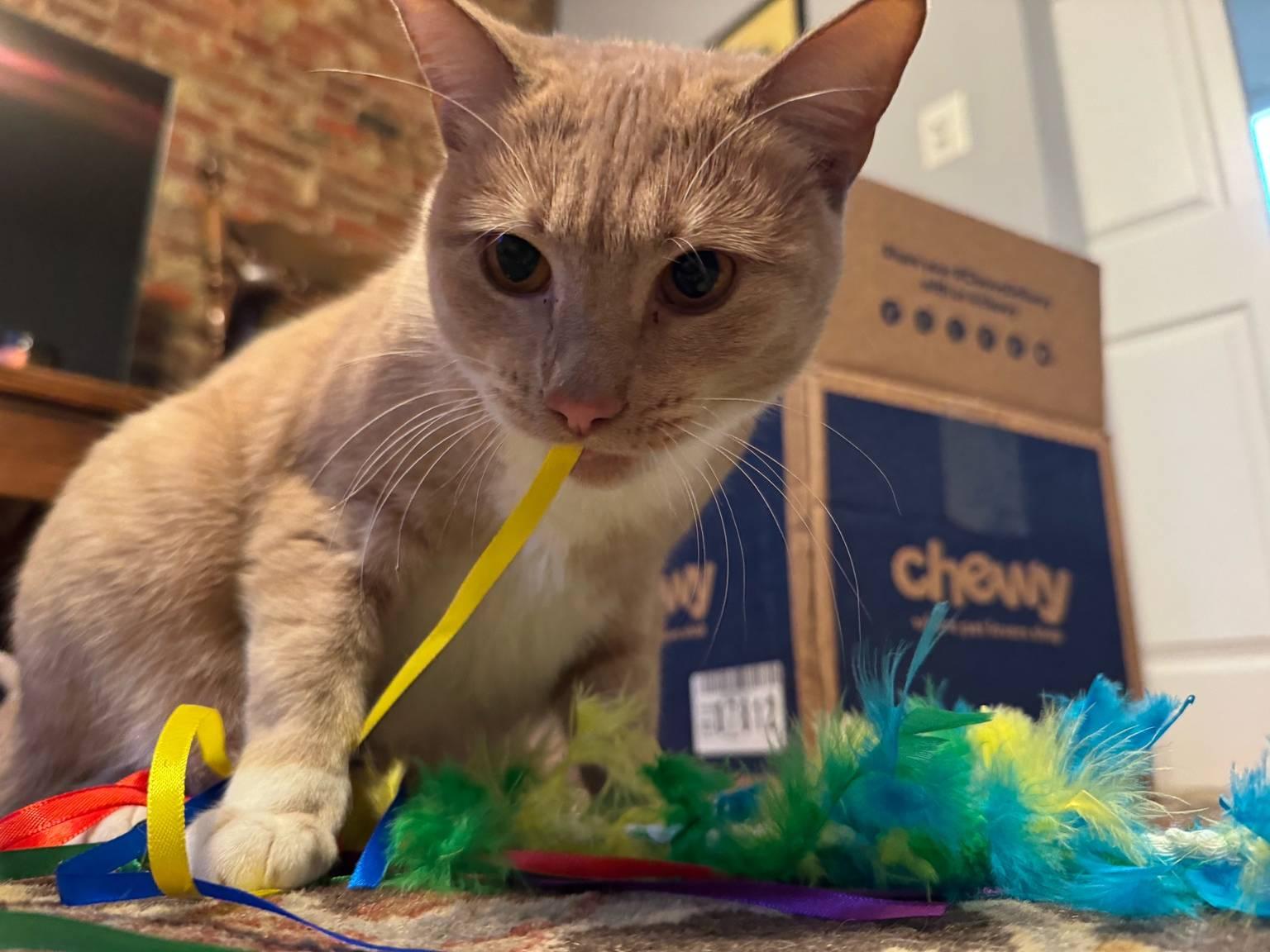 Enlarge Apricot *Sponsored Adoption Fee*, an adopted Domestic Short Hair in Philadelphia, PA image 3/6