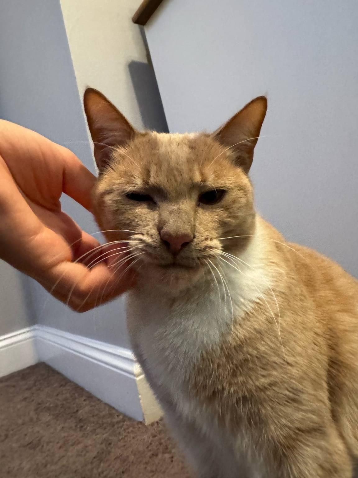 Enlarge Apricot *Sponsored Adoption Fee*, an adopted Domestic Short Hair in Philadelphia, PA image 4/6