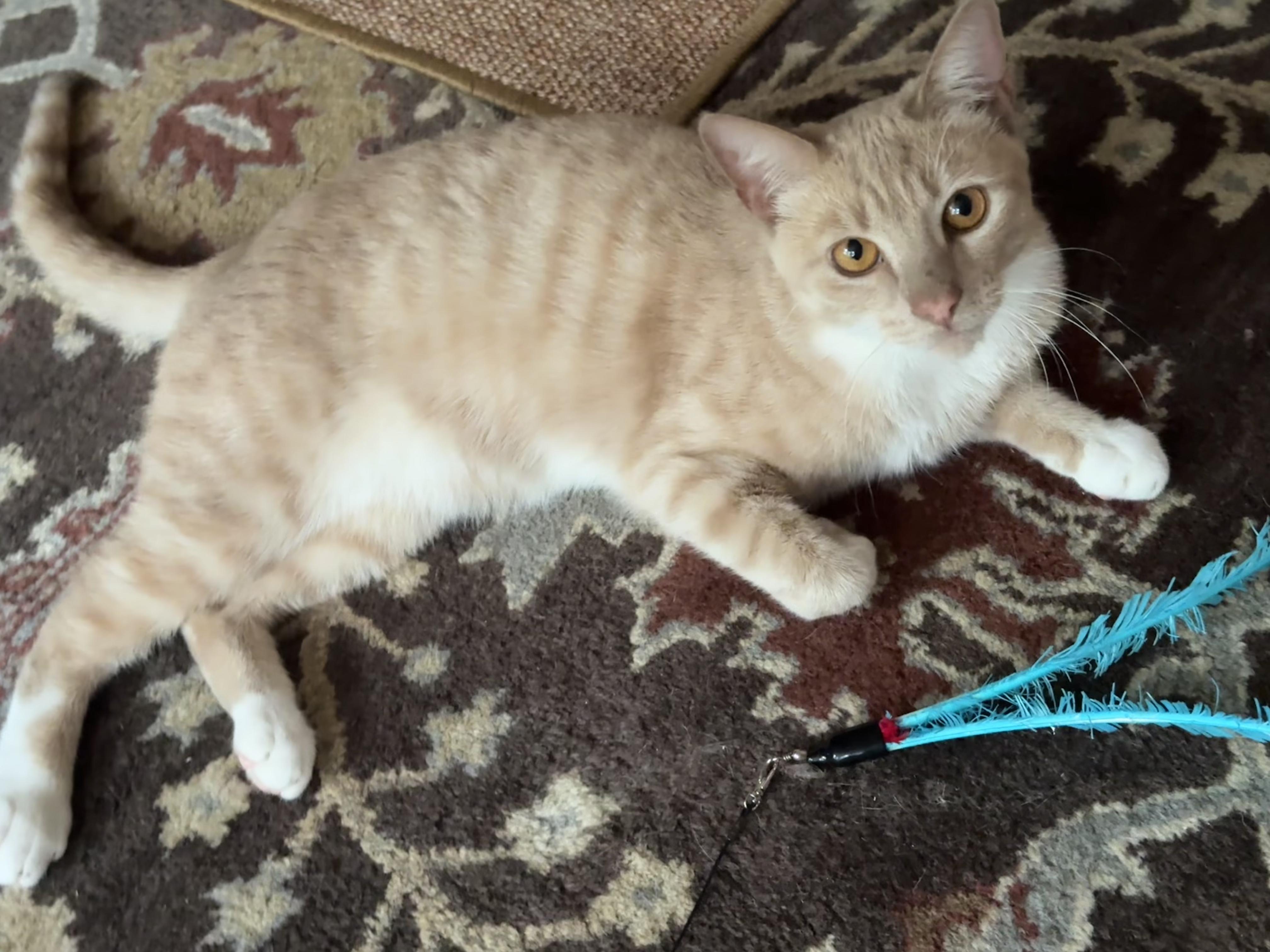 Apricot, a Adoptable Domestic Short Hair in Philadelphia, PA image 1/6