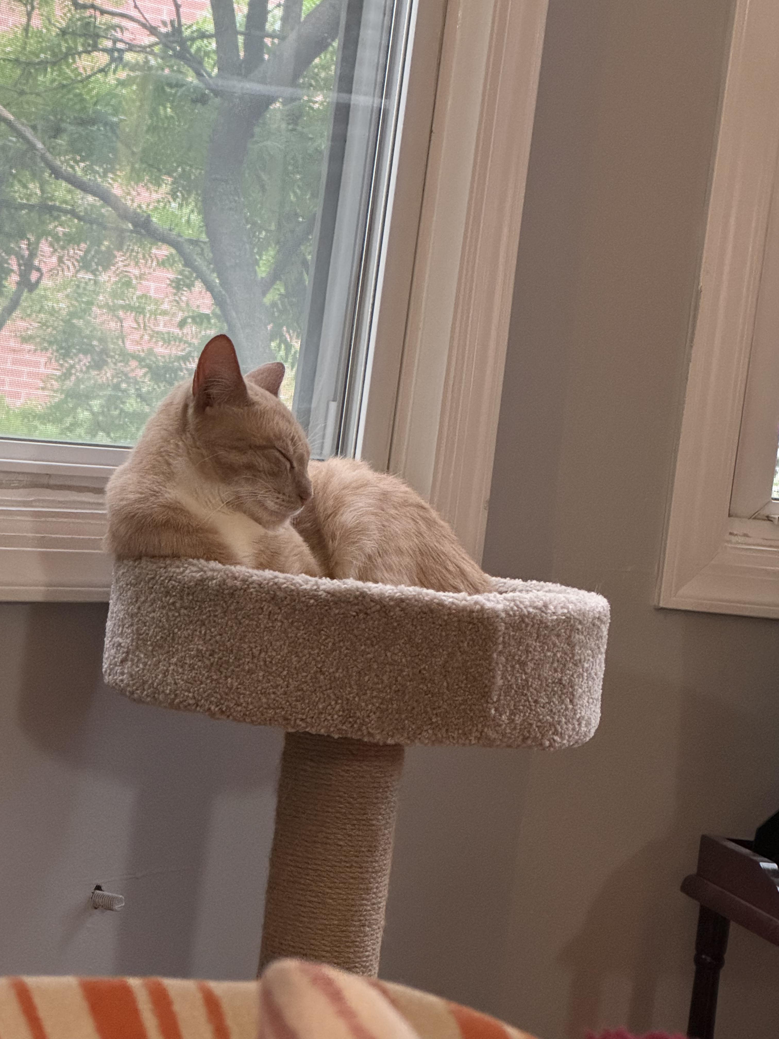 Apricot, a Adoptable Domestic Short Hair in Philadelphia, PA image 6/6