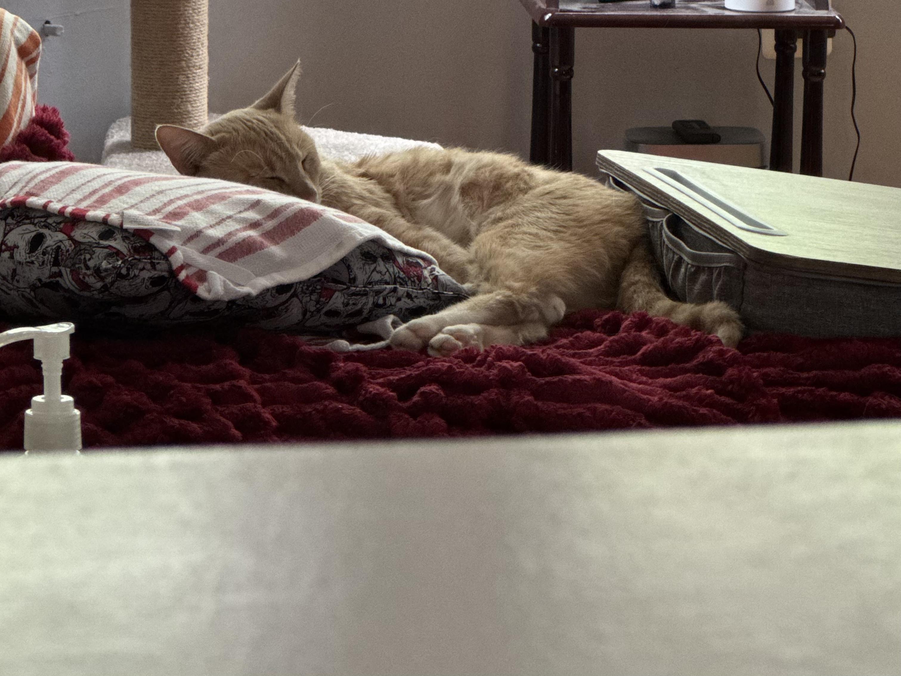 Apricot, a Adoptable Domestic Short Hair in Philadelphia, PA image 4/6