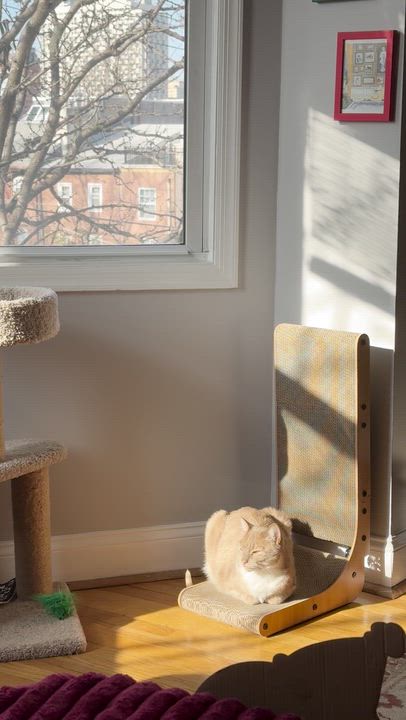 Enlarge Apricot *Sponsored Adoption Fee*, an adopted Domestic Short Hair in Philadelphia, PA video 6/6