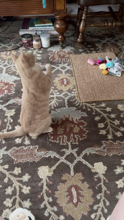 Enlarge Apricot, a Adoptable Domestic Short Hair in Philadelphia, PA video 5/6