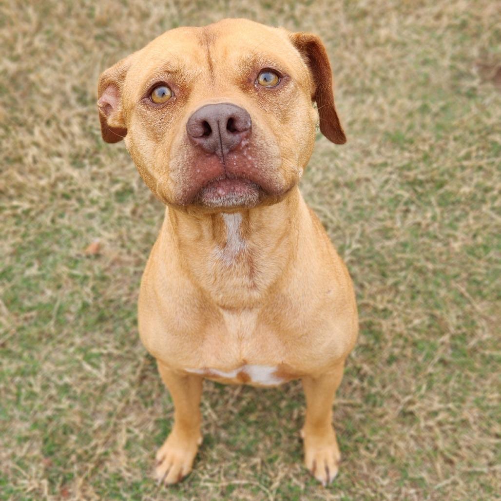 Enlarge Topaz, a Adoptable mixed breed in Norman, OK image 1/2