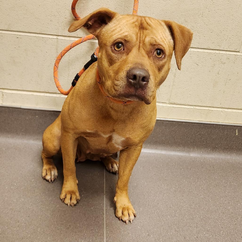 Enlarge Topaz, a Adoptable mixed breed in Norman, OK image 2/2