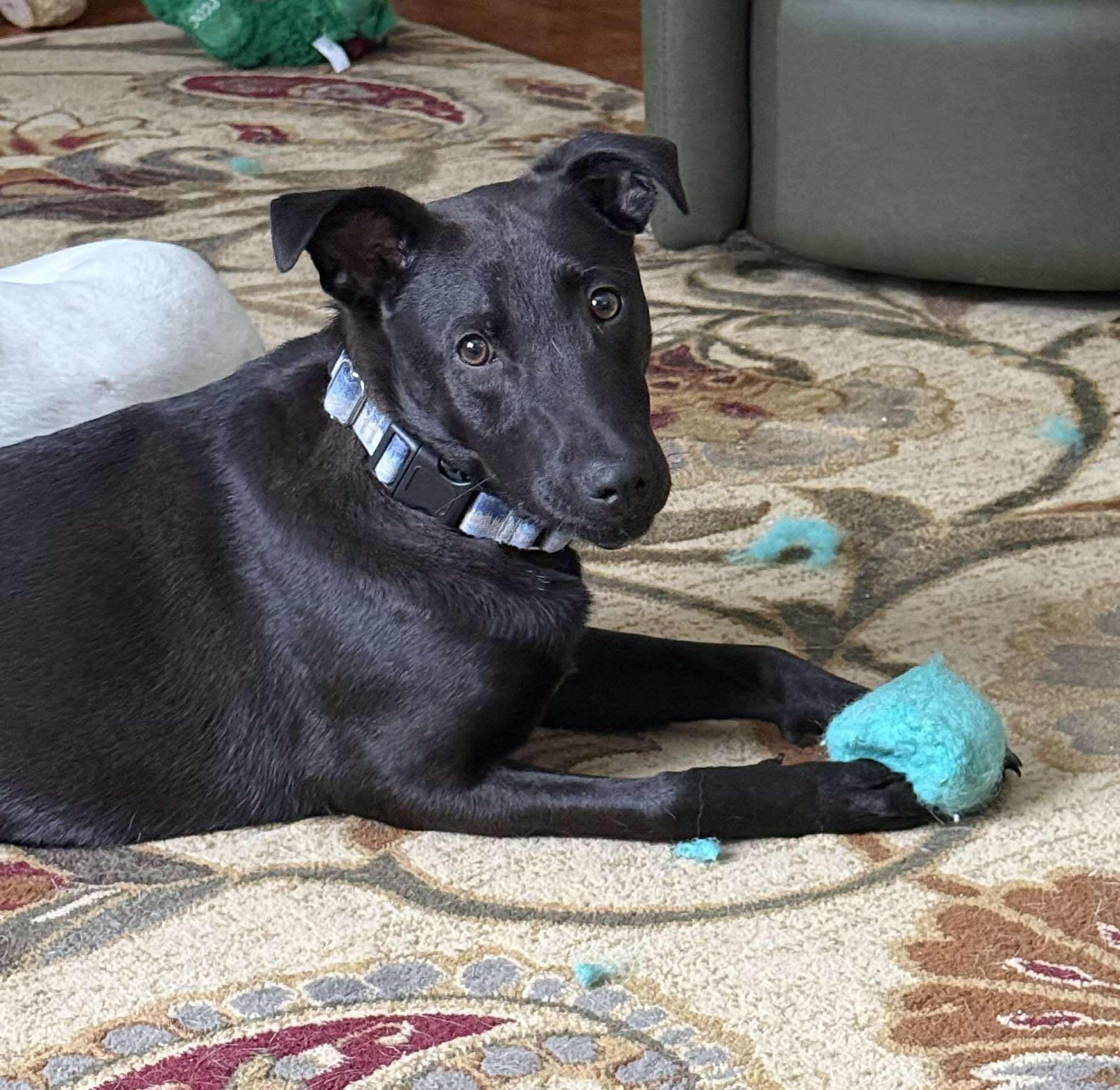 Enlarge Kevin (FEE SPONSORED), a Adoptable Shepherd in Portland, ME image 1/6