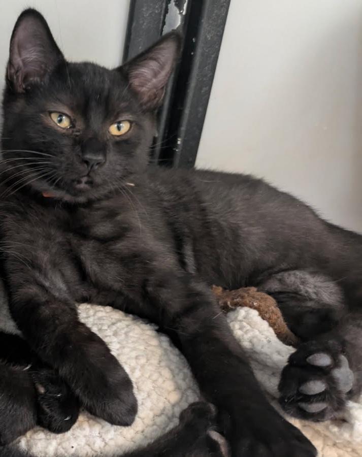 Django, Adoptable, Kitten Male Domestic Short Hair.