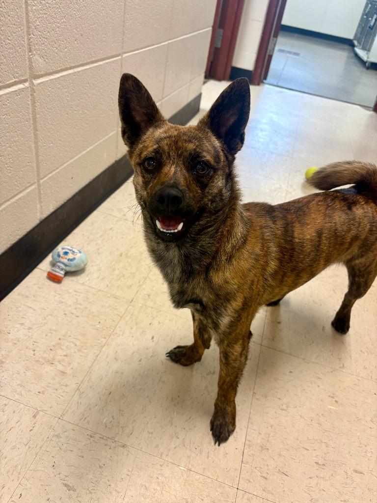 Enlarge Bean, a Adoptable mixed breed in Rock Springs, WY image 2/2