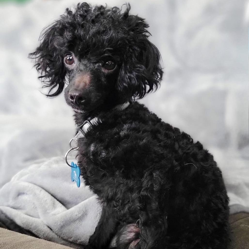 Casanova, Adoptable, Adult Male Poodle.