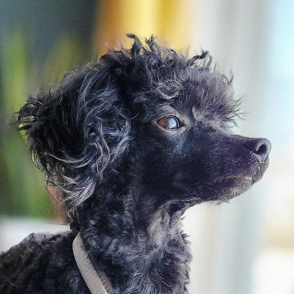 Enlarge Casanova, a Adoptable Poodle in St. Charles, IL image 4/6