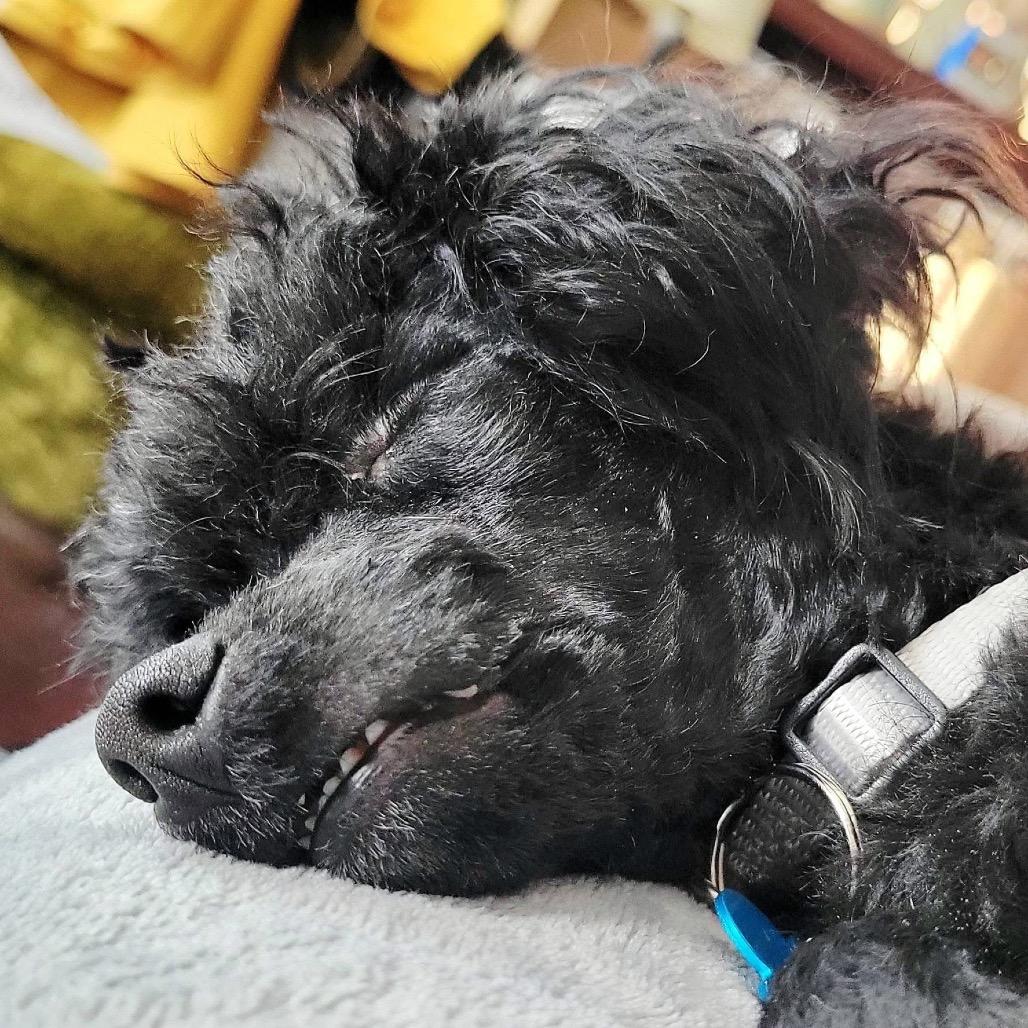 Enlarge Casanova, a Adoptable Poodle in St. Charles, IL image 6/6