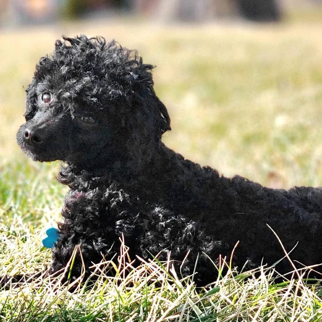 Enlarge Casanova, a Adoptable Poodle in St. Charles, IL image 6/6
