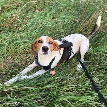 Buck 22136, Adoptable, Adult Male Treeing Walker Coonhound.