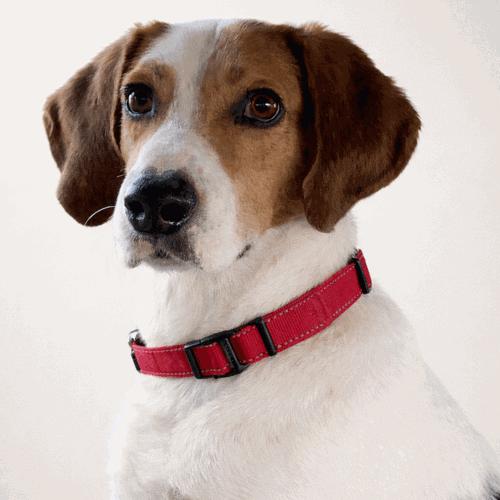 Buck 22136, a Adoptable Treeing Walker Coonhound in Minneapolis, MN image 2/6