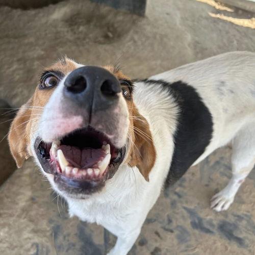 Buck 22136, a Adoptable Treeing Walker Coonhound in Minneapolis, MN image 3/6
