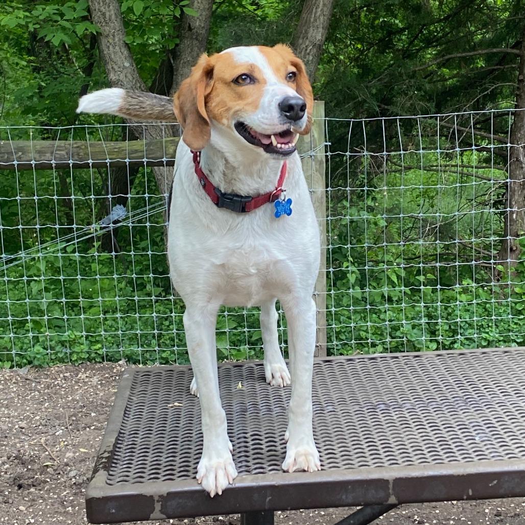 Buck 22136, a Adoptable Treeing Walker Coonhound in Minneapolis, MN image 4/6
