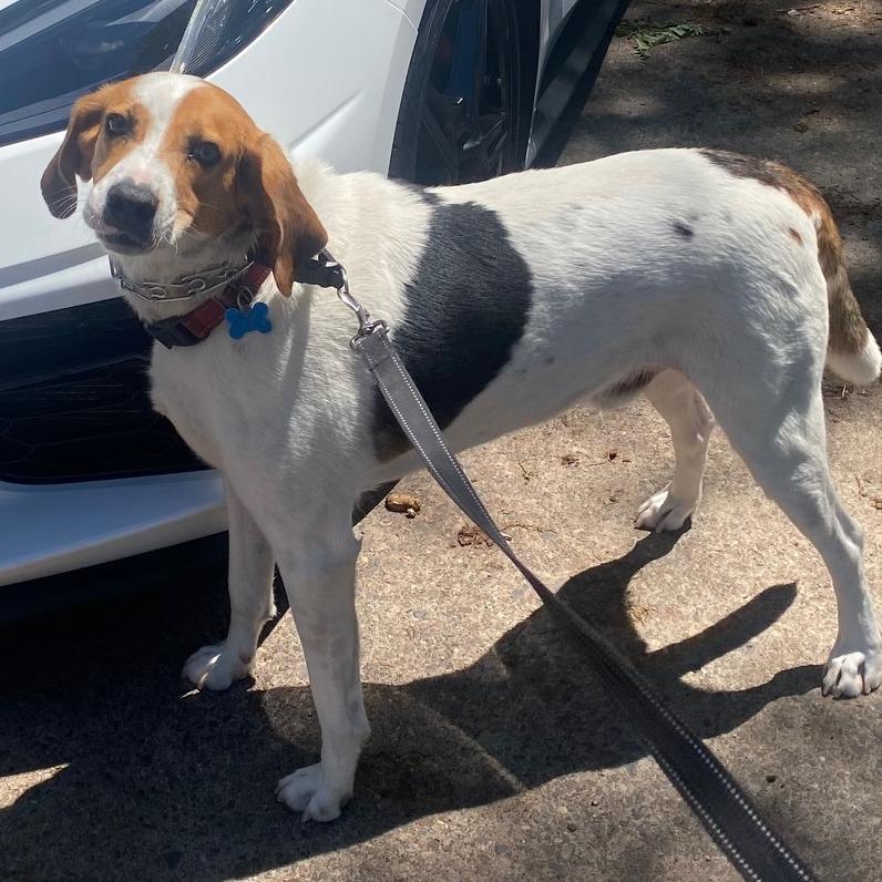 Buck 22136, a Adoptable Treeing Walker Coonhound in Minneapolis, MN image 5/6