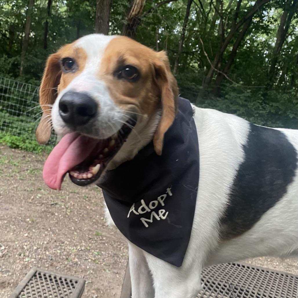 Buck 22136, a Adoptable Treeing Walker Coonhound in Minneapolis, MN image 6/6