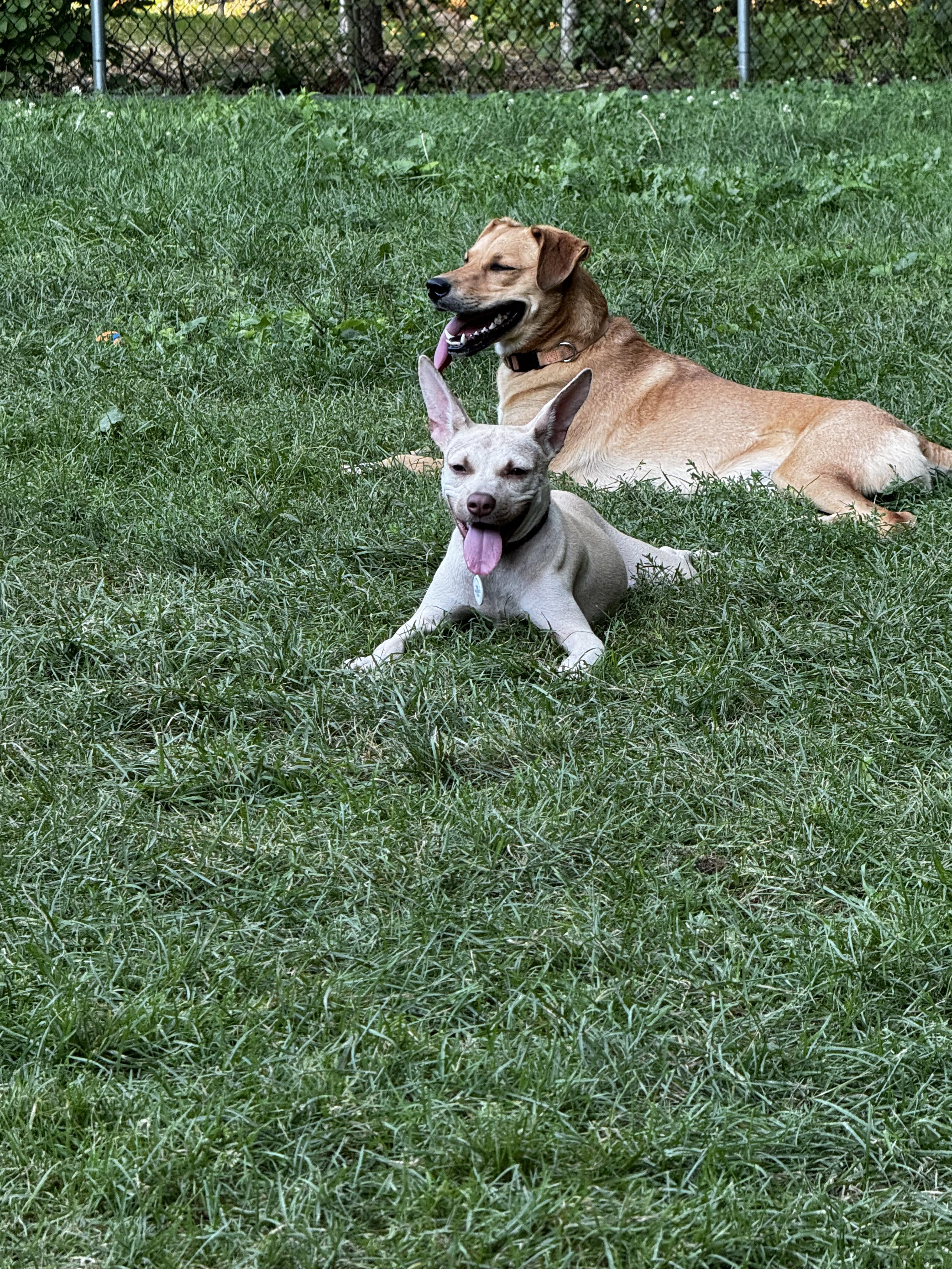 Gretta, a Adoptable mixed breed in Portland, ME image 3/3