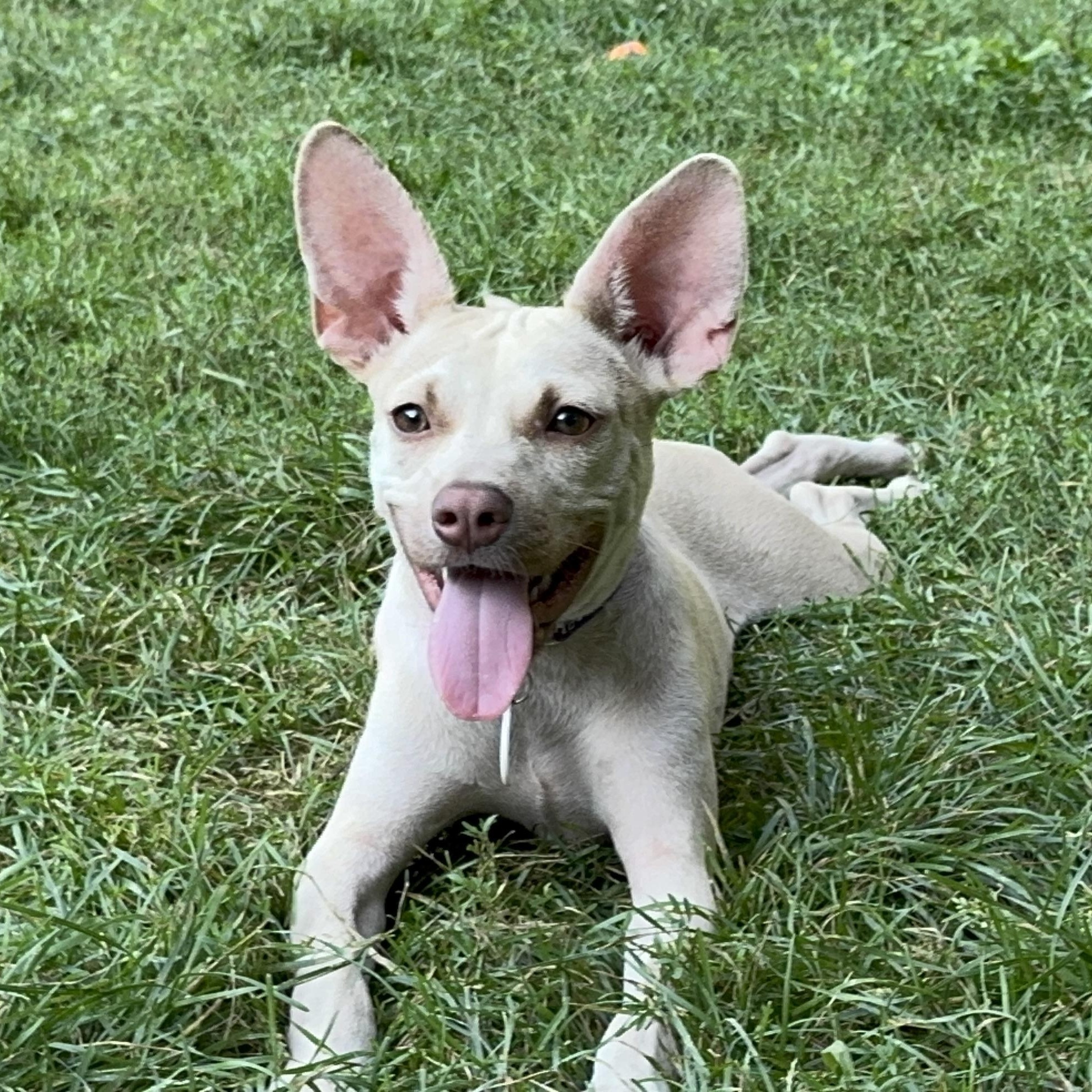 Gretta, a Adoptable mixed breed in Portland, ME image 1/3