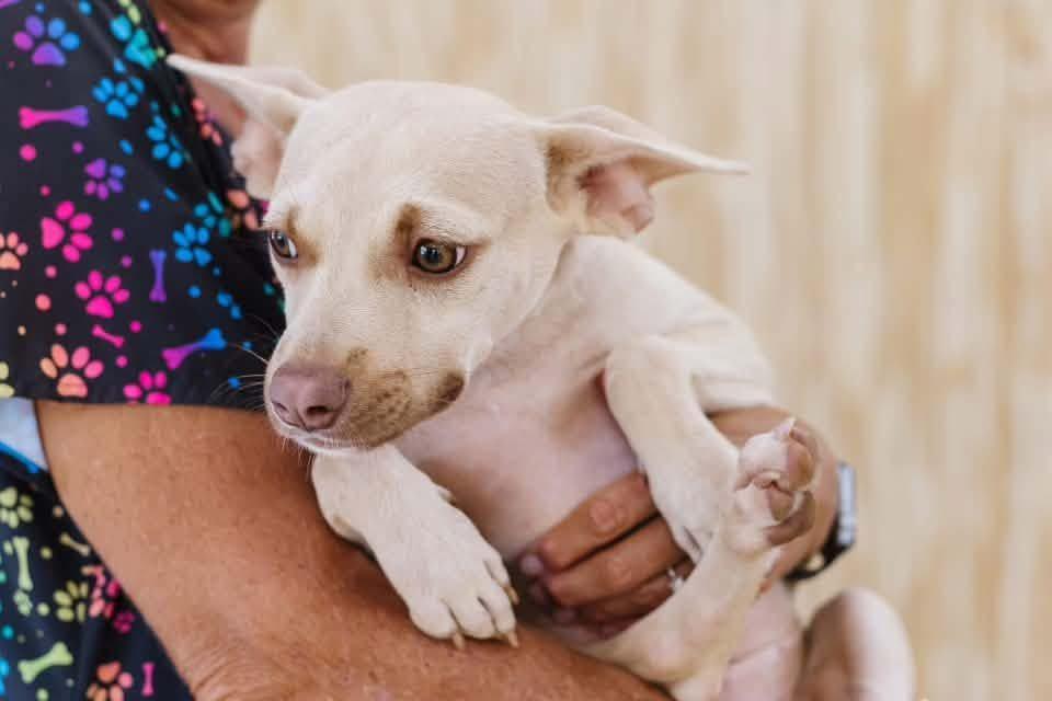 Gretta, a Adoptable mixed breed in Portland, ME image 2/3