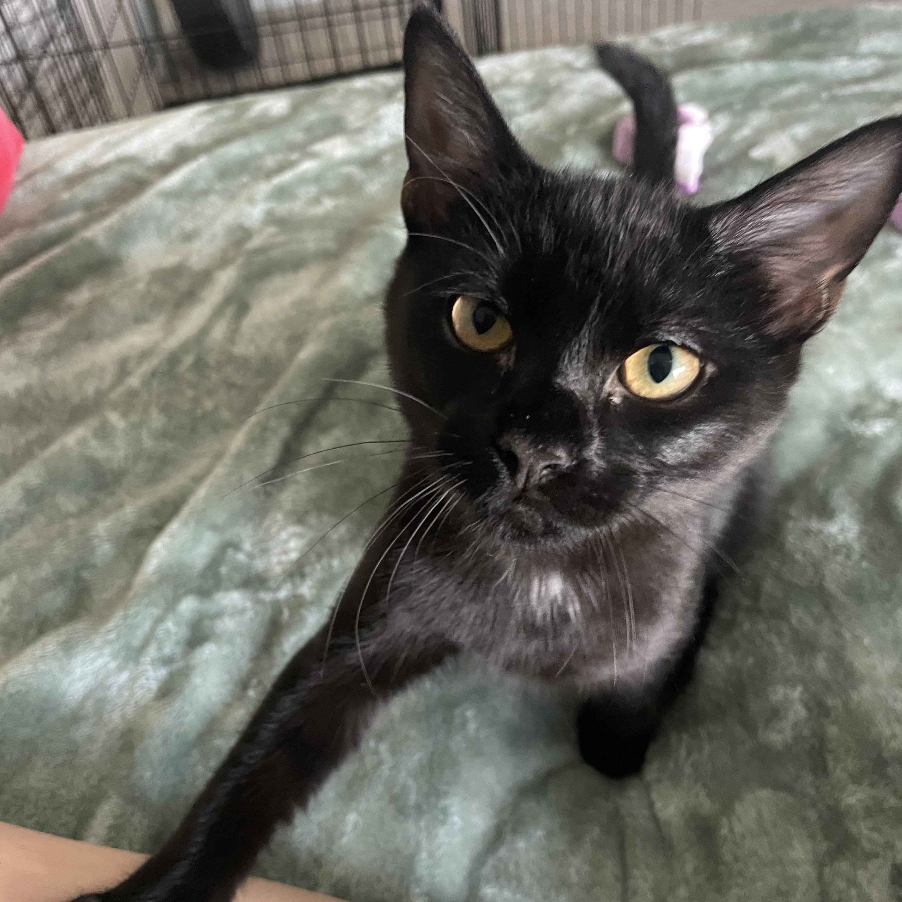 Sprout, a Adoptable Domestic Short Hair in Charlotte, NC image 4/4