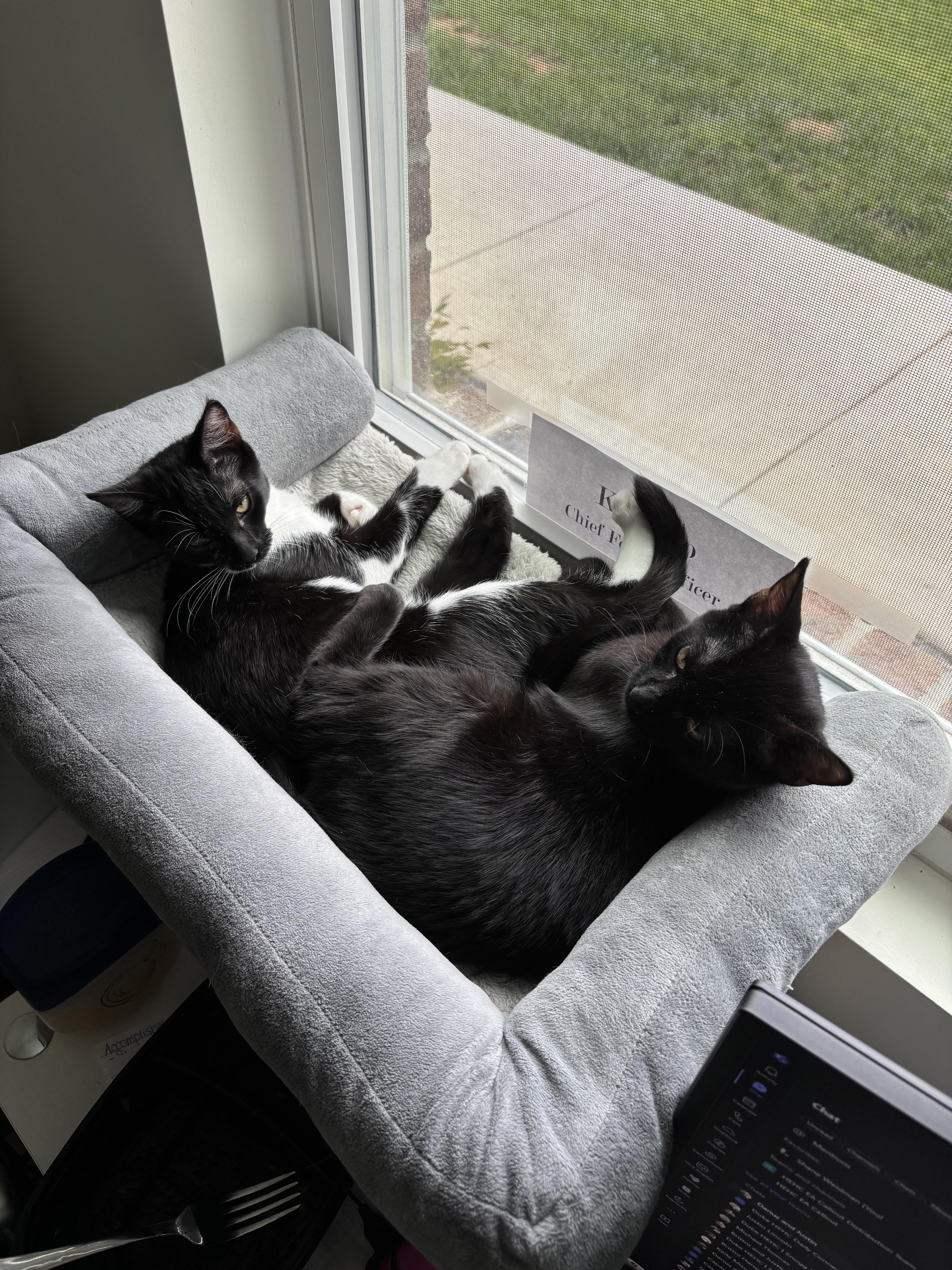 Sprout, a Adoptable Domestic Short Hair in Charlotte, NC image 2/4