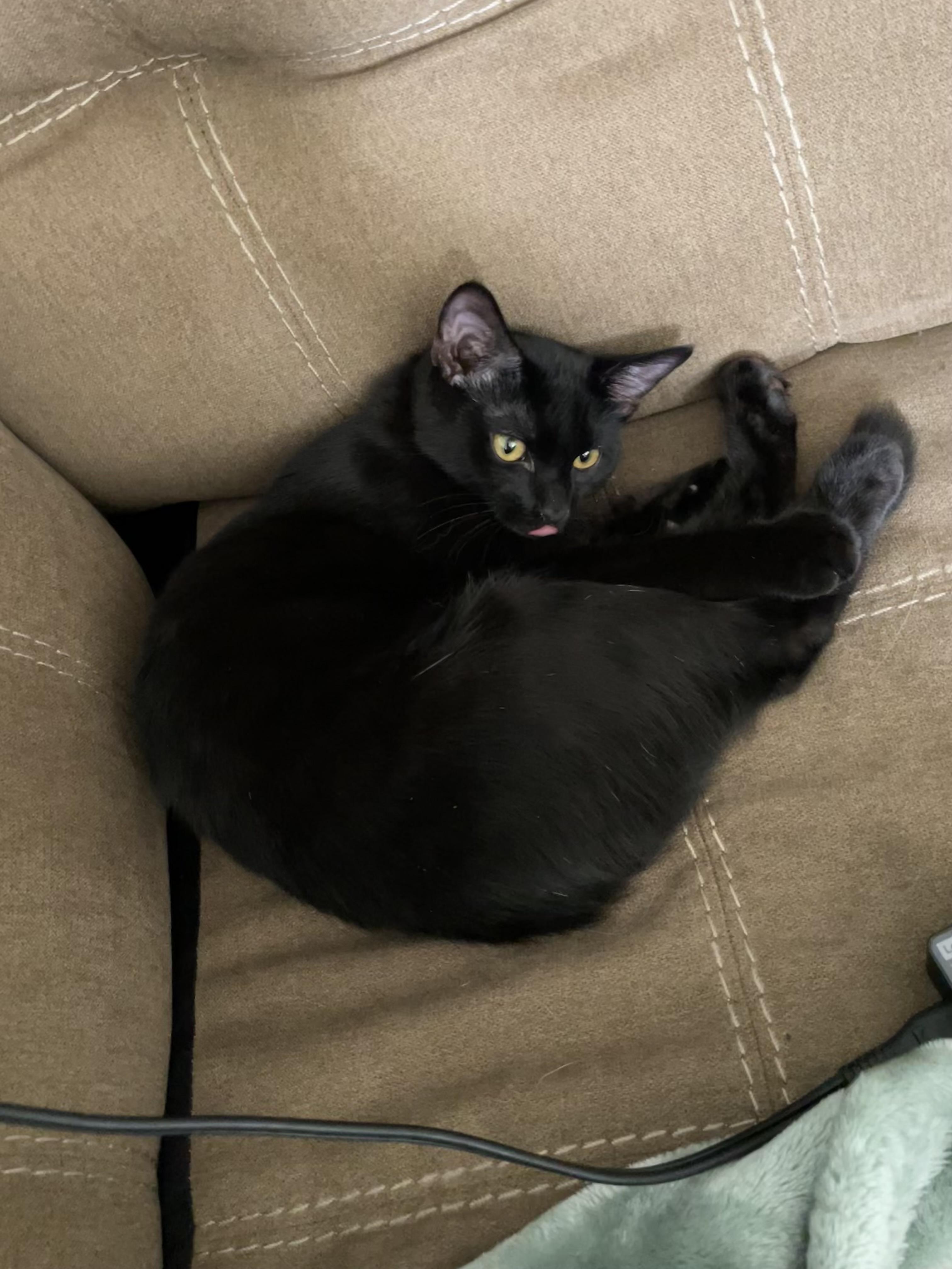 Sprout, a Adoptable Domestic Short Hair in Charlotte, NC image 1/4