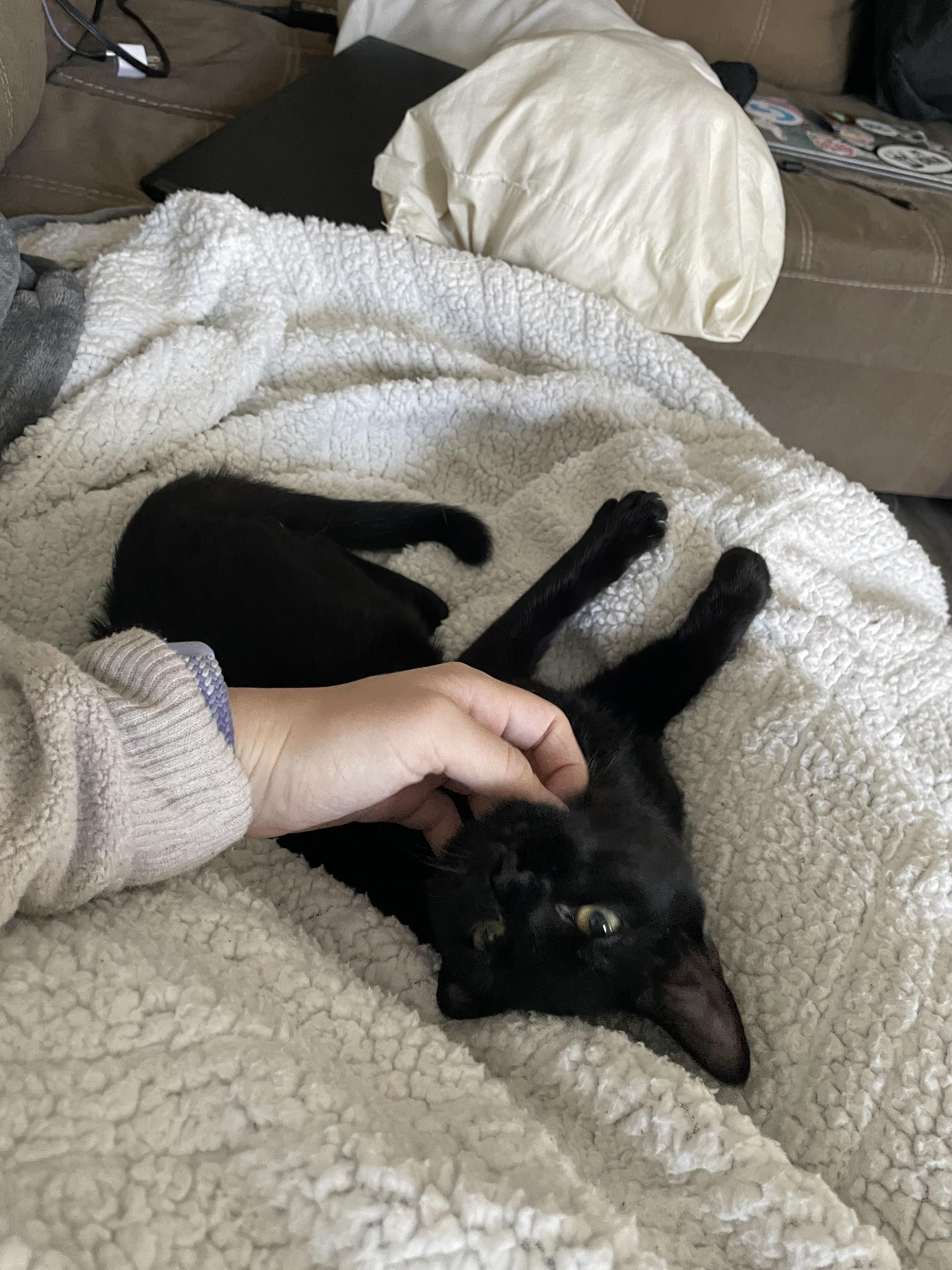 Sprout, a Adoptable Domestic Short Hair in Charlotte, NC image 3/4