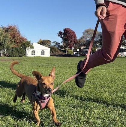 Linguini, a ADOPTABLE mixed breed in Santa Cruz, CA image 3/6