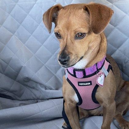 Linguini, a ADOPTABLE mixed breed in Santa Cruz, CA image 6/6