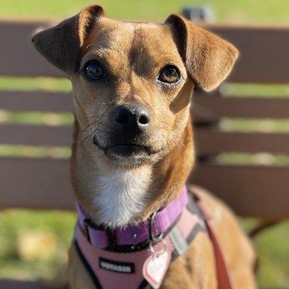 Linguini, a ADOPTABLE mixed breed in Santa Cruz, CA image 1/6