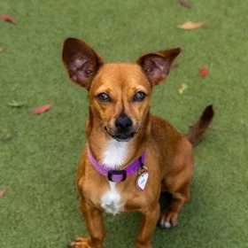 Linguini, a ADOPTABLE mixed breed in Santa Cruz, CA image 5/6